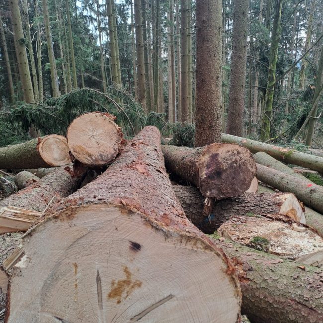 Streicher Lalling Ranzing Galabau Netzbau Photovoltaik Garten Brennholz