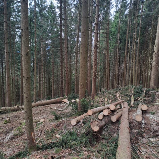 Streicher Lalling Ranzing Galabau Netzbau Photovoltaik Garten Brennholz
